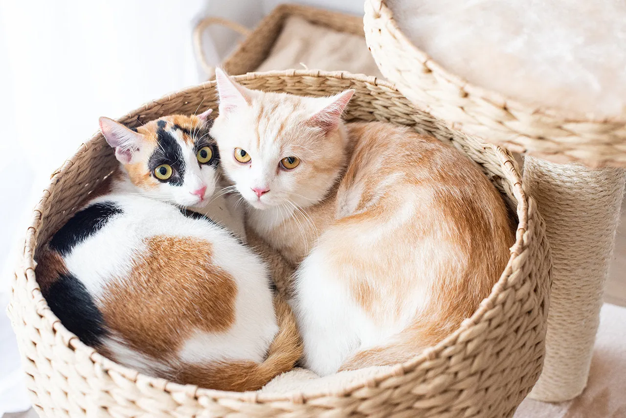 Cat Activity Tree | Cozy Natural