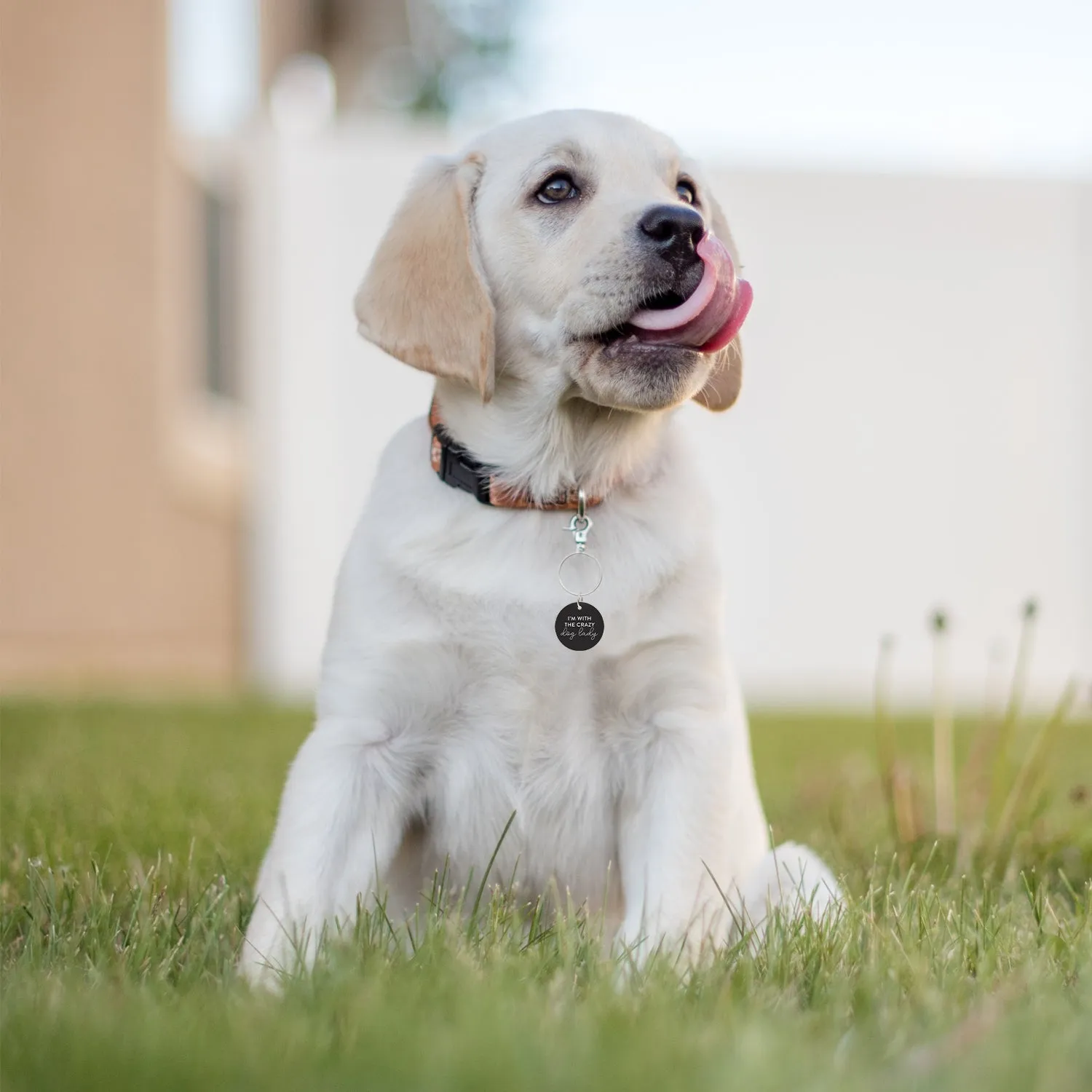 Dog Collar Tags