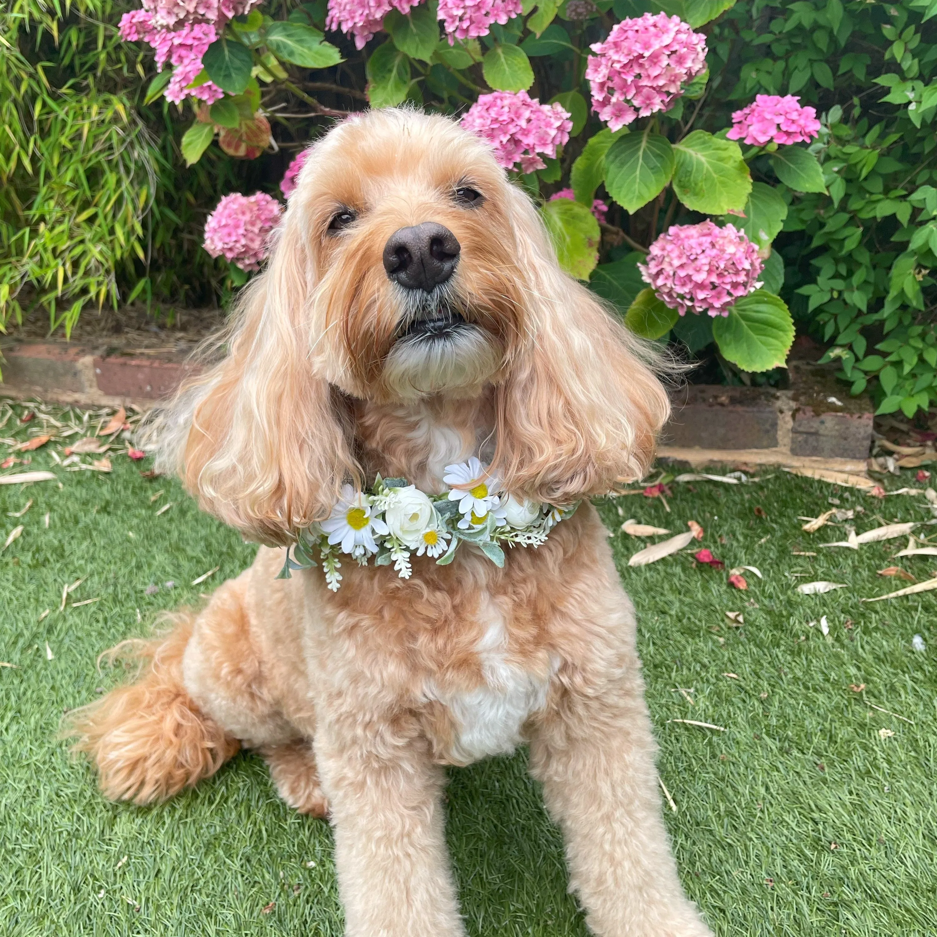 Dog flower garland collar with delicate daisies