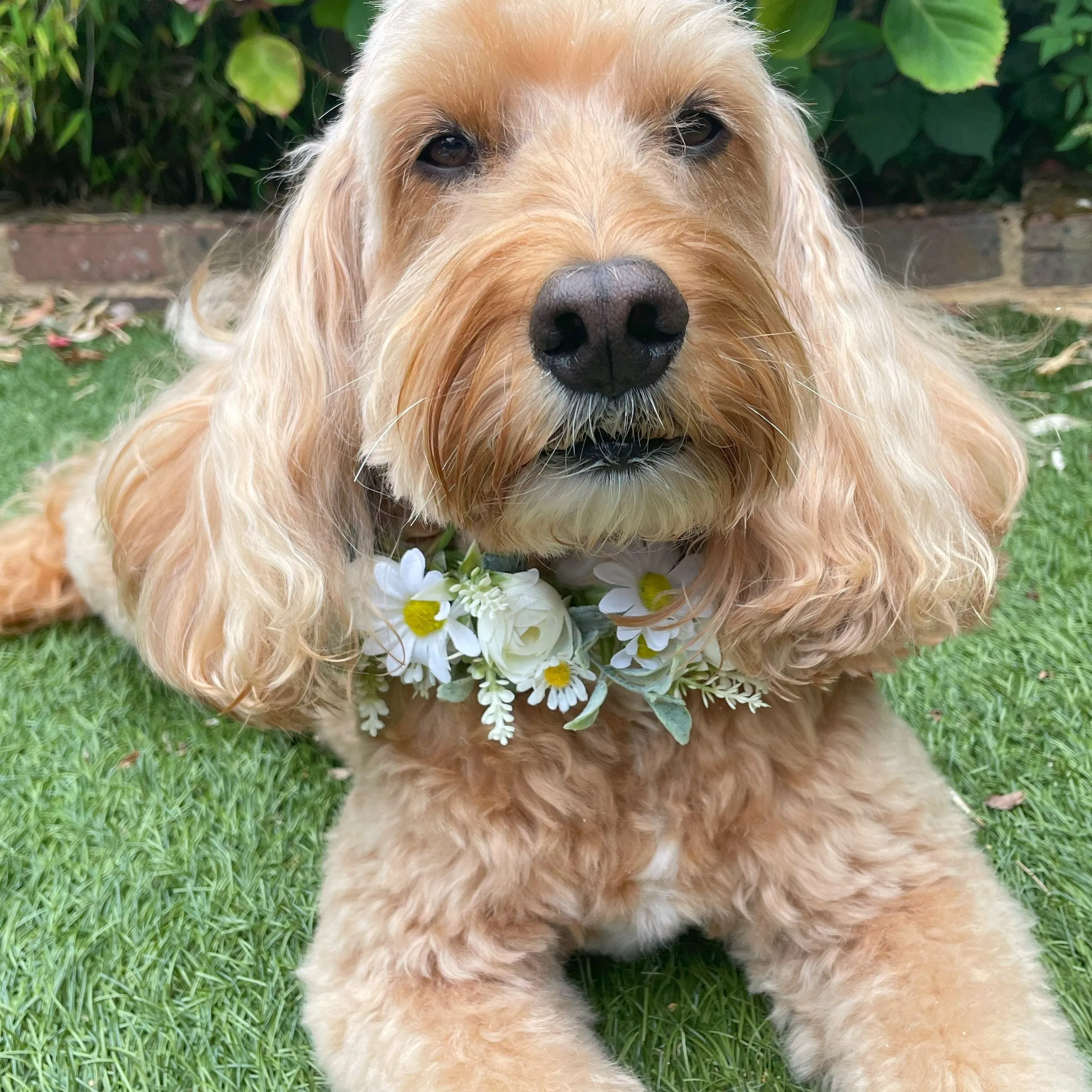 Dog flower garland collar with delicate daisies
