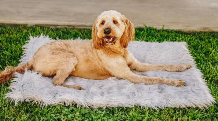 Portable Orthopedic Travel & Crate Bed For Dogs