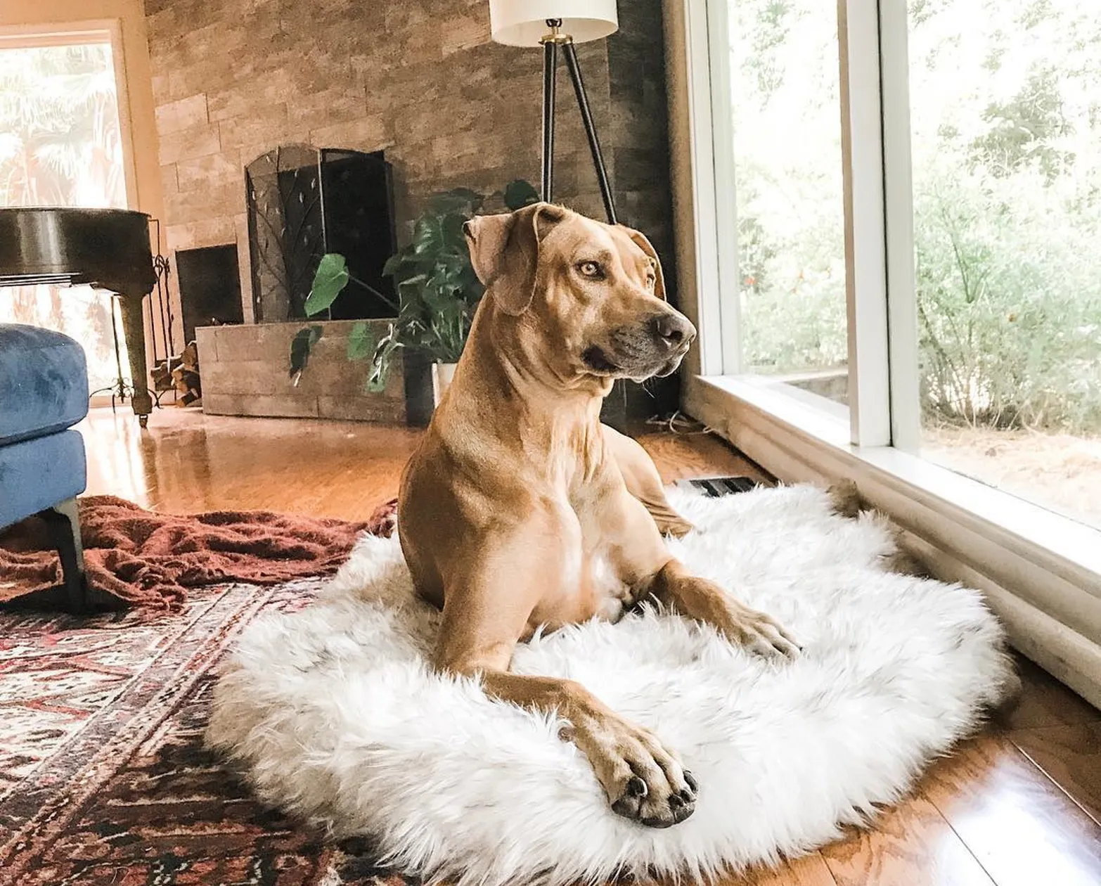 PupRug Faux Fur Orthopedic Dog Bed For Large To XL Dogs